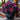 Stardust Begonia Seeds