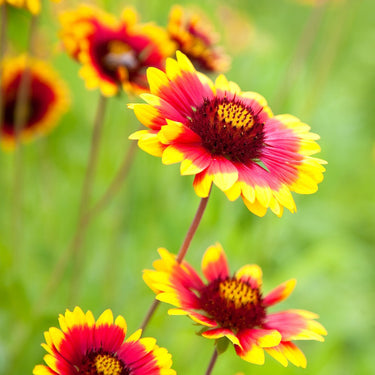 Chrysanthemum Seeds-Gaillardia pulchella var. drummondii