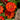 Zinnia Seeds-Profusion Orange