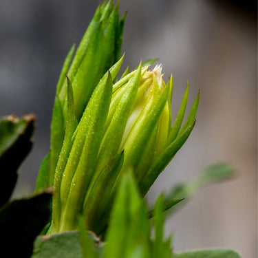 Hylocereus Undatus