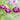 Cornflower Seeds-Red Purple