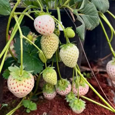 Rare Milk Strawberry Seeds