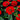 Zinnia Seeds-Profusion Cherry