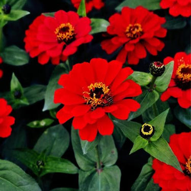 Zinnia Seeds-Profusion Cherry