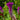 Celosia Cristata Seeds-Fresh Look Purple