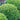 Basil, Boxwood