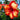 Hibiscus Seeds-Red Dragon