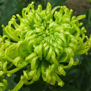Chrysanthemum Seeds-Pea Green
