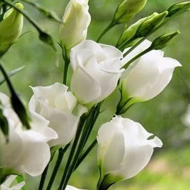 Lisianthus Seeds-Rosita II White