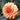 Dahlia Seeds-David Howard