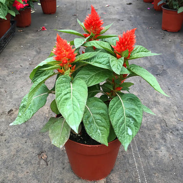 Celosia Cristata Seeds-Orange Glow