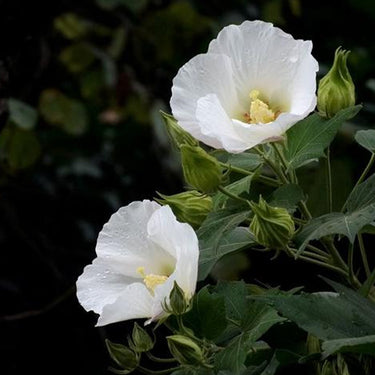 Hibiscus Seeds-Single-petal White Hibiscus