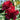Hollyhock Seeds-Scarlet Flame