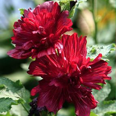 Hollyhock Seeds-Scarlet Flame