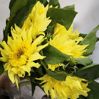 Sunflower Seeds-Sun-Kissed Lemon