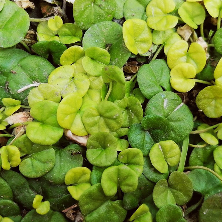 Ground Cover