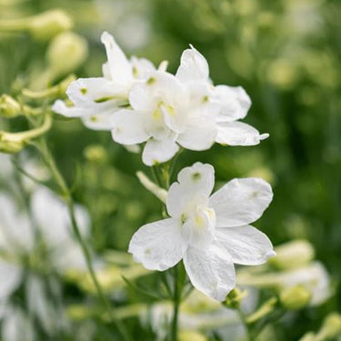 Delphinium Seeds-Candle White
