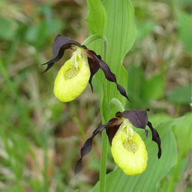 Cypripedium Calceolus
