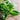 Basil, Lemon scented, Limoncello