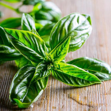Basil, Lemon scented, Limoncello
