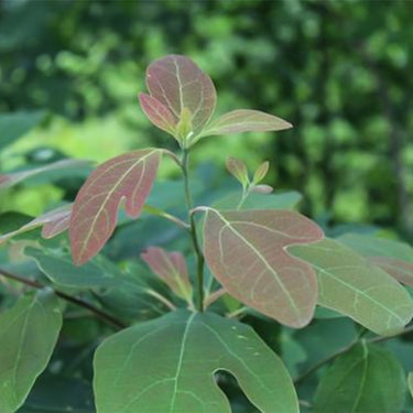 Fragrant Sassafras, Sassafras Albidum Tree Seeds