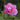 Hibiscus Seeds-Rosy Clouds
