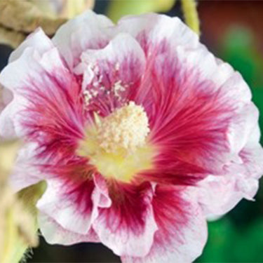 Hollyhock Seeds-Creme de Cassis
