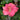Hibiscus Seeds-Pink Hibiscus