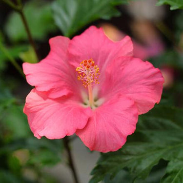 Hibiscus Seeds-Pink Hibiscus