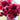 Papaver Rhoeas Seeds-Sherry · Pandora