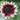 Sunflower Seeds-Cherry Rose