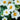 Zinnia Seeds-Crystal White