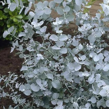 Moon Lagoon Eucalyptus Seeds