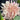 Dahlia Seeds-Café au Lait