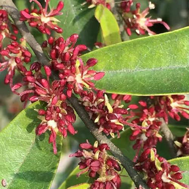 Boxleaf Distylium Seeds