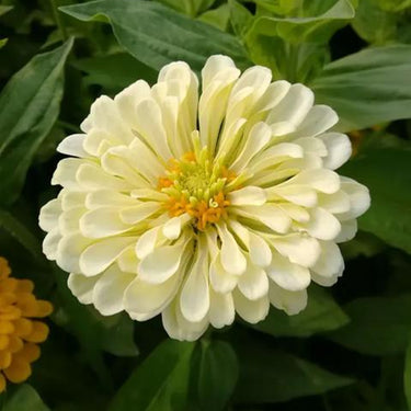 Zinnia Seeds-Parasol
