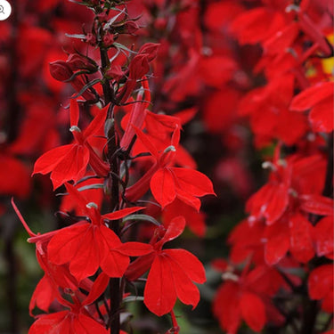 Starship Scarlet Lobelia Seeds