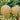 Golden Nai Plum