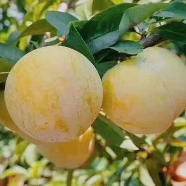 Golden Nai Plum