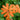 Lychnis Cognata