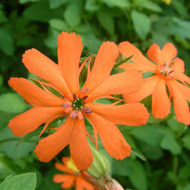 Lychnis Cognata