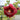 Hollyhock Seeds-Wine Red