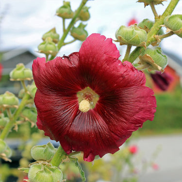 Hollyhock Seeds-Wine Red