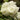 Lisianthus Seeds-Mariachi White
