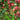 Kadsura Coccinea