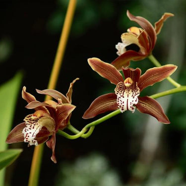 Cymbidium Iridioides Seeds Chestnut Brown Petals