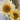 Sunflower Seeds-Moonlight