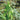 Arrowhead Vine
