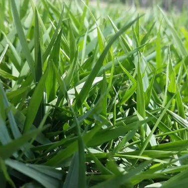 Close-up of broad green Zoysia grass blades