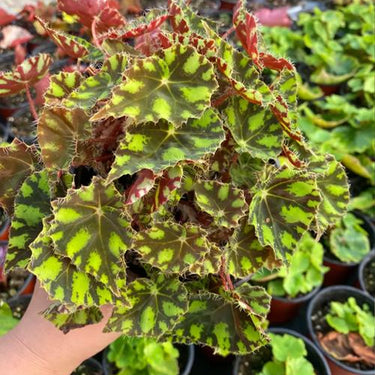 Begonia 'Mexican Striped Peacock'